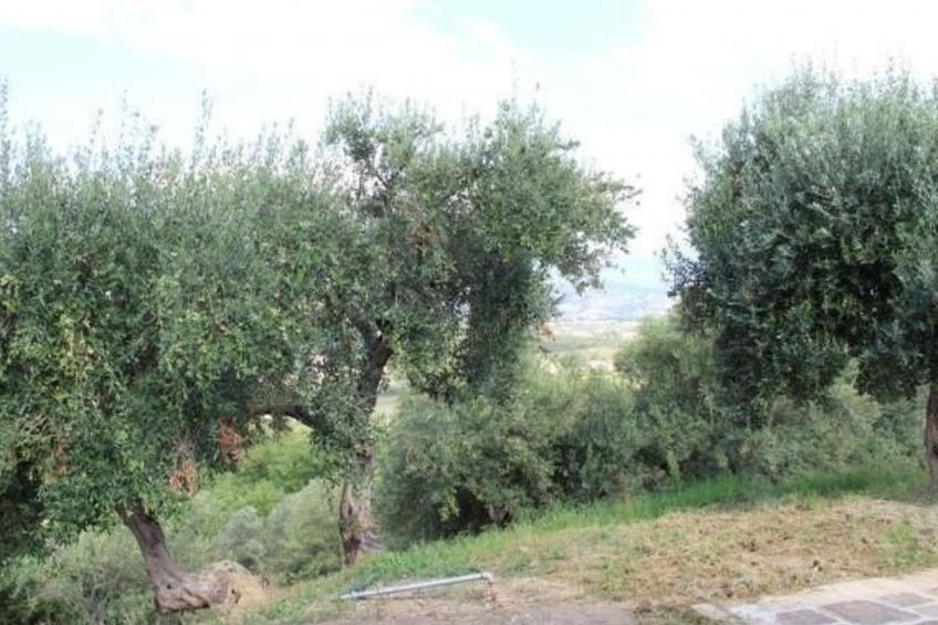 Casolare Olive - foto 17