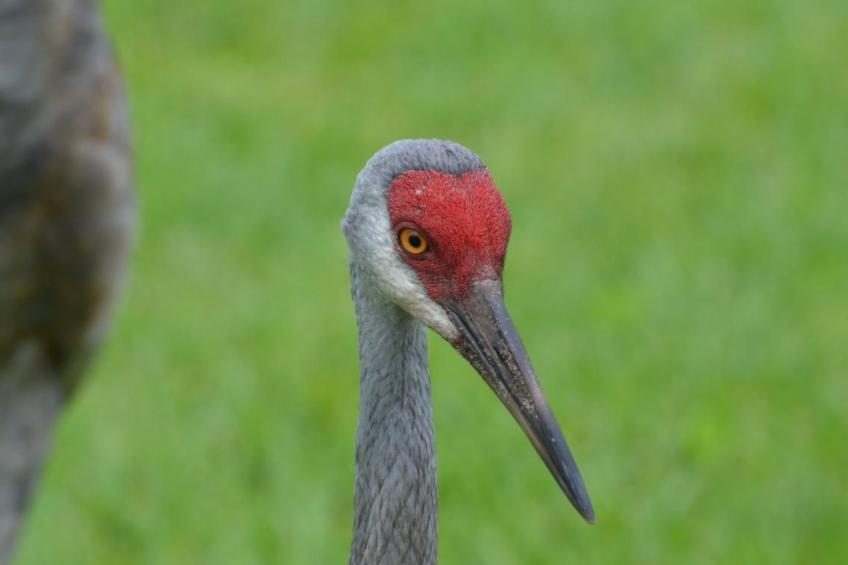 Familienfreundliche Villa nahe der Disney-Parks - foto 45