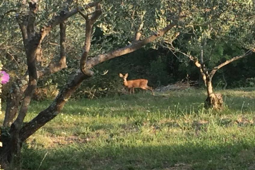 Villa Bella - Two Bedroom House - foto 42