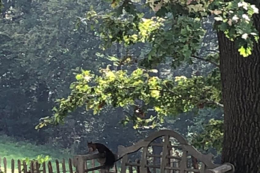 Gartenblick - foto 21