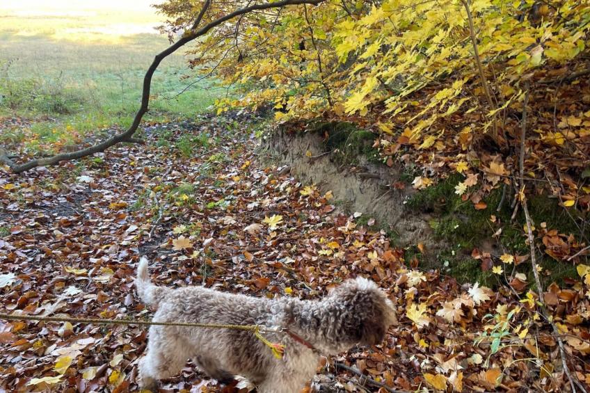 Vogelecke - abseits des Trubels und der Hektik - foto 26