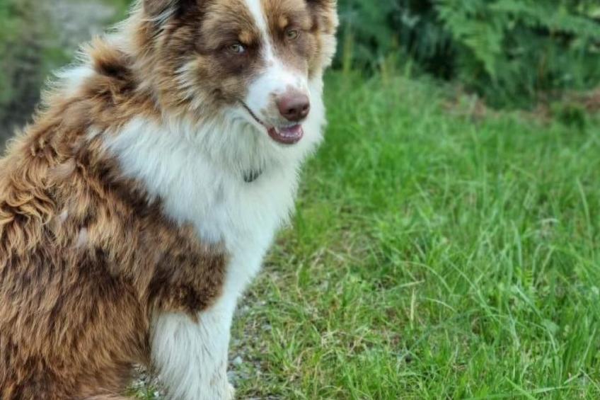 Bio-Hof Brudersrüti - foto 10