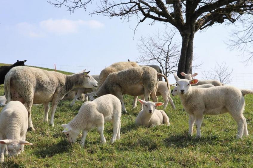 Ober-Tiefenbühl - foto 22