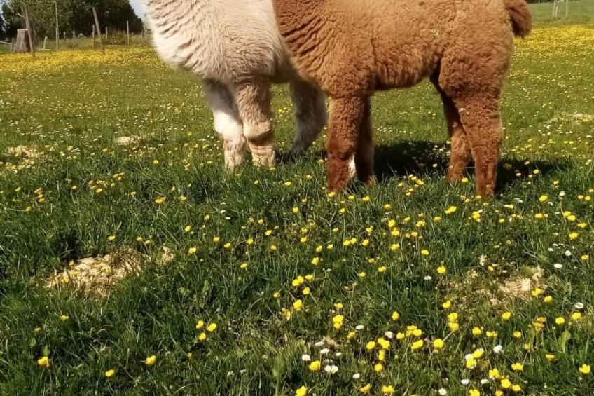 Herzfenner Landhaus - foto 15