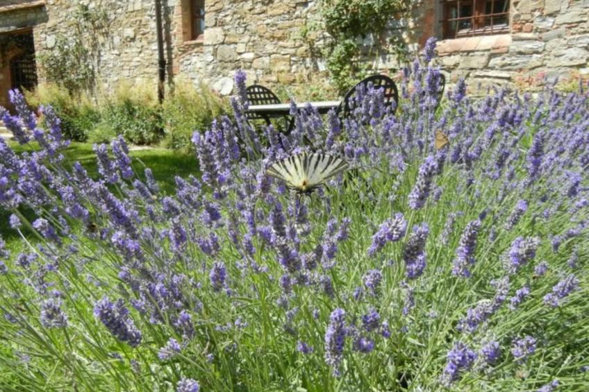 Apartment Lavanda 1 mit Veranda - foto 4