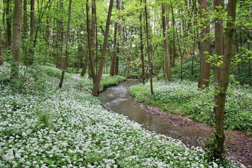 Ingleby Manor - Manor Cottage - foto 25