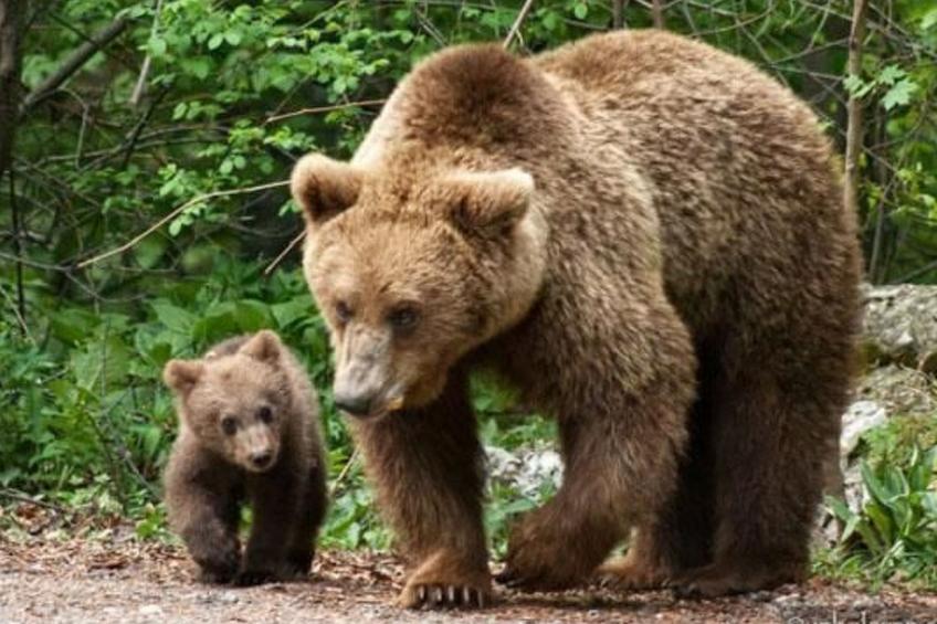 Casa Zollo - nahe den Karpaten Transsilvaniens - foto 40
