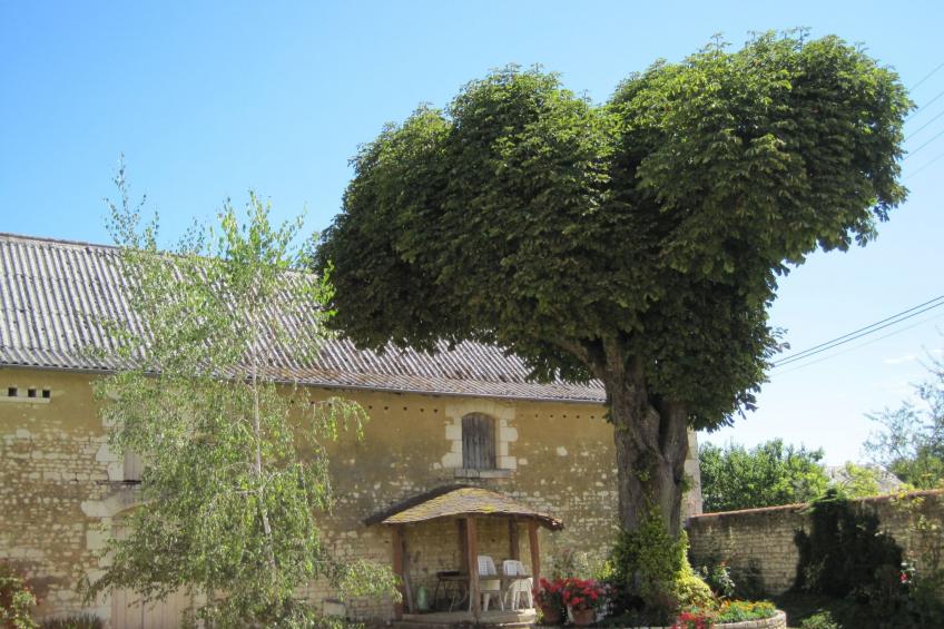 Die Linden - foto 13