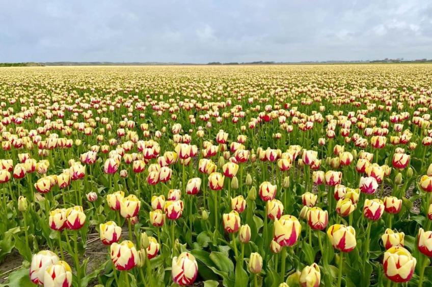 Slapen aan Zee Sint Maarten - 78 - foto 27