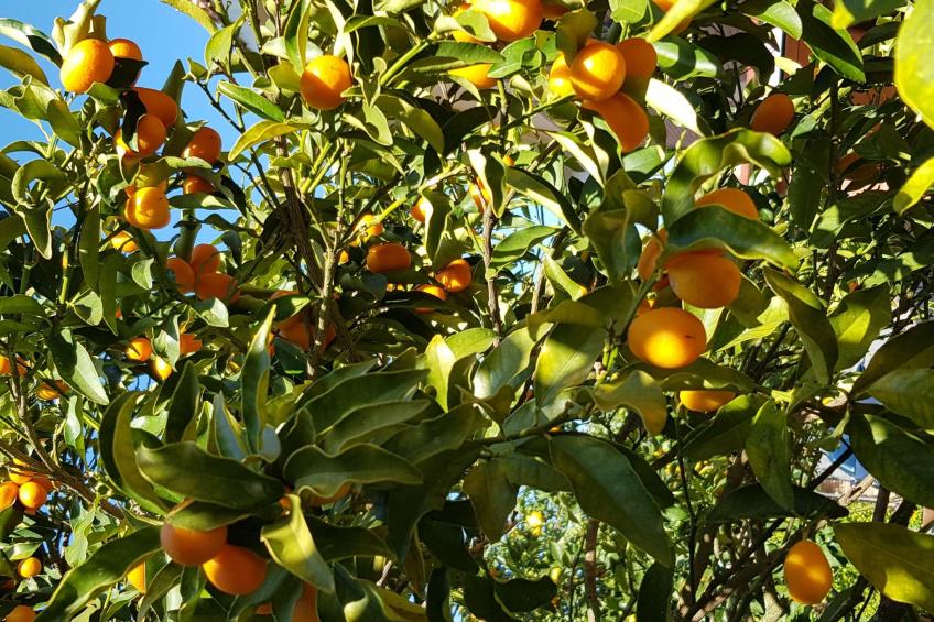 Oleandri Ferienhaus mit privatem Pool - foto 43