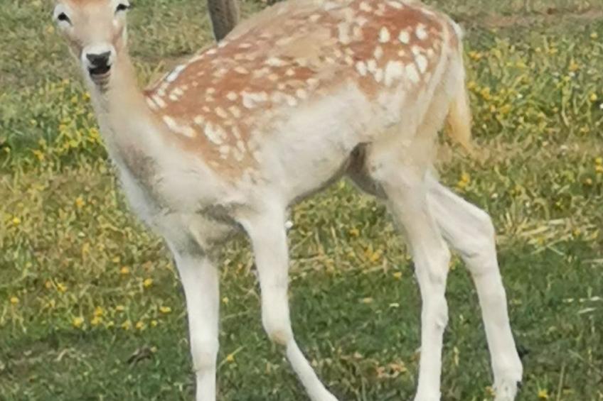 Herzfennerhof Loft - foto 24