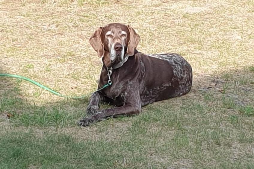 Pinto Béla - foto 37