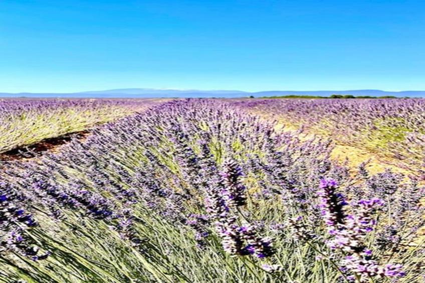 Les 4 Soleils - foto 29