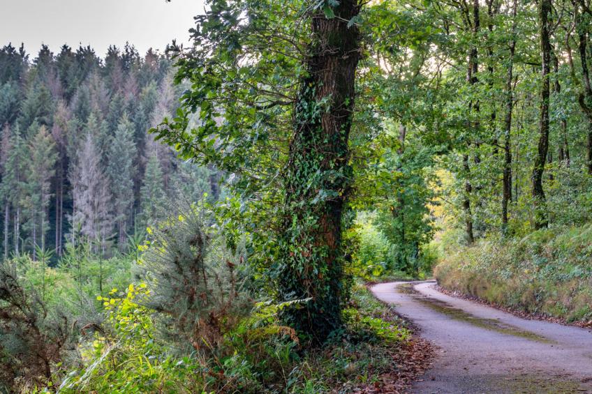 Forest Park Lodge - foto 21