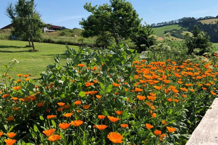 Vakantiepark Jägerwiesen - foto 24