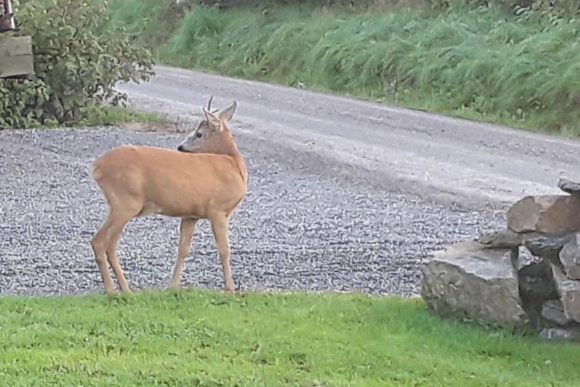 Bauernhaus-Wohnung bei Göta Älv in der Nähe von Göteborg - foto 23