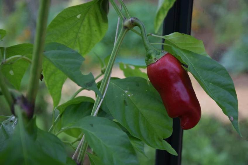 Maison de vacances - BESSE - foto 25