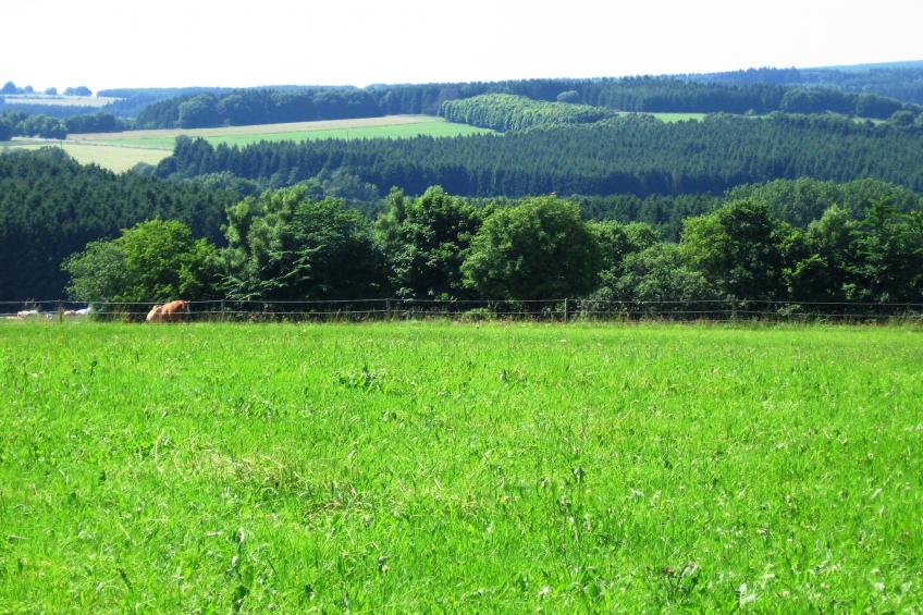 An den Wiesen - foto 31