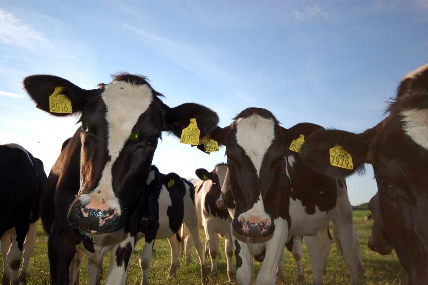 Recreatiepark Wiringherlant - foto 30