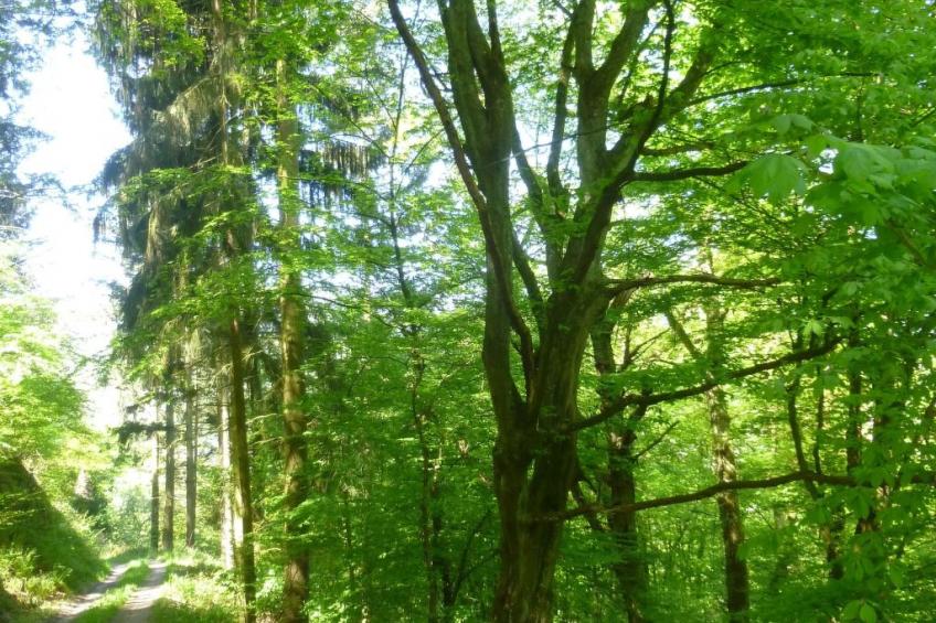 Moselschiefer-Traumferienwohnung am Moselufer - foto 42