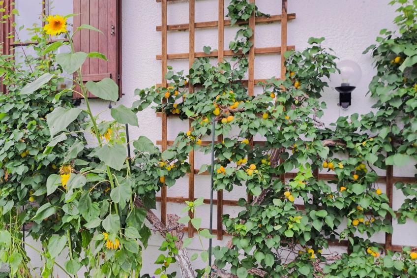 Martinsklause - foto 50