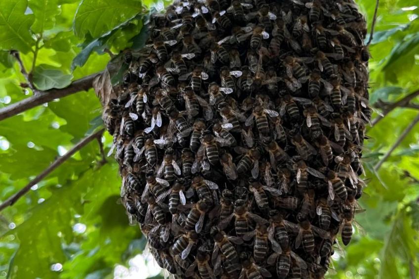 Casas das Olas 5 - Großartige Aussicht, 2 Pools, idealer Ort zum Entspannen und - foto 68