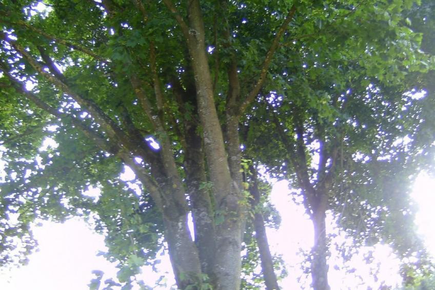 Kommerswag - foto 50