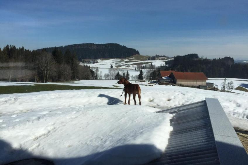 in Buchenberg mit Garten und Terrasse - foto 29