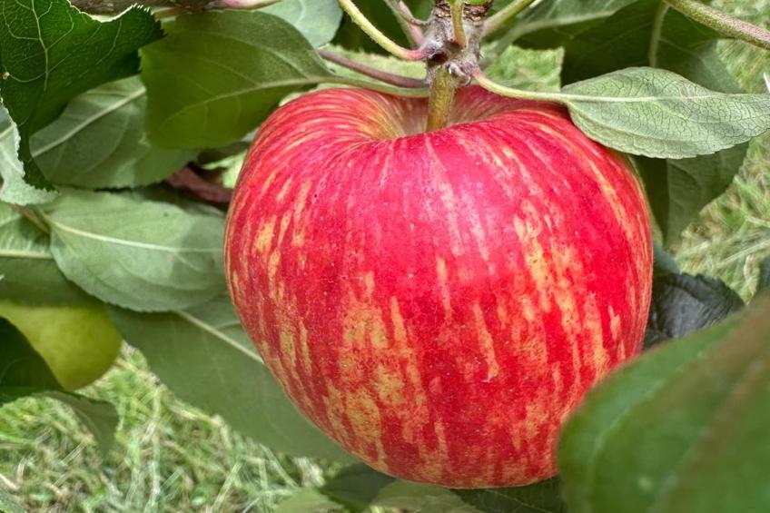 Val du Loire - foto 34