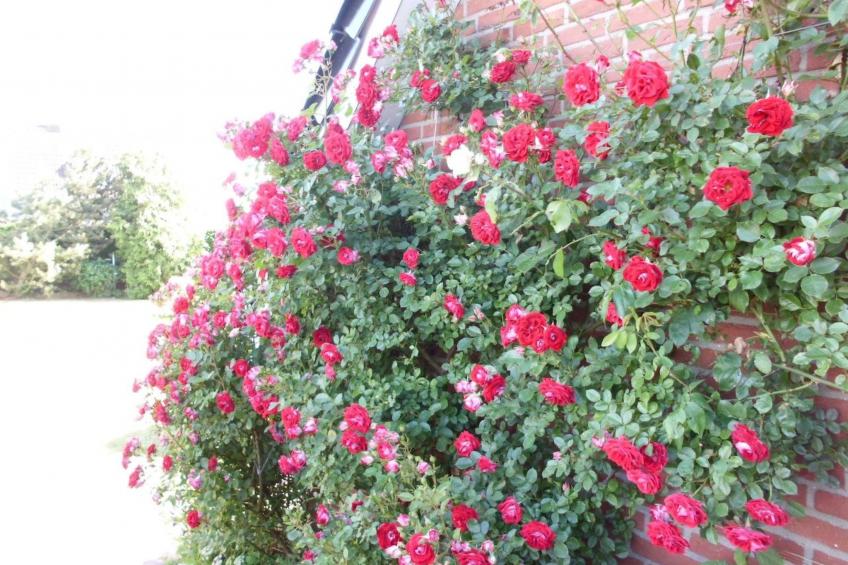 Ostseenahes, gemütliches Ferienhaus - foto 3