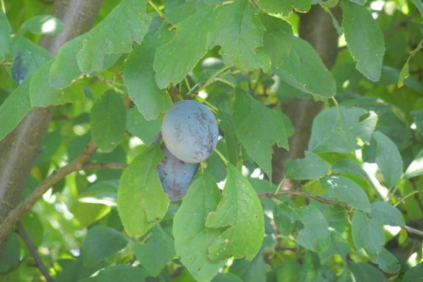 Urlaub für die Seele - Ferienhaus mit Sauna - foto 34