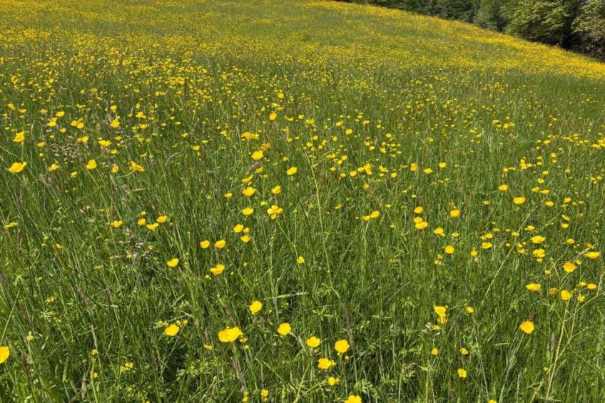 Muret-le-Château - foto 39