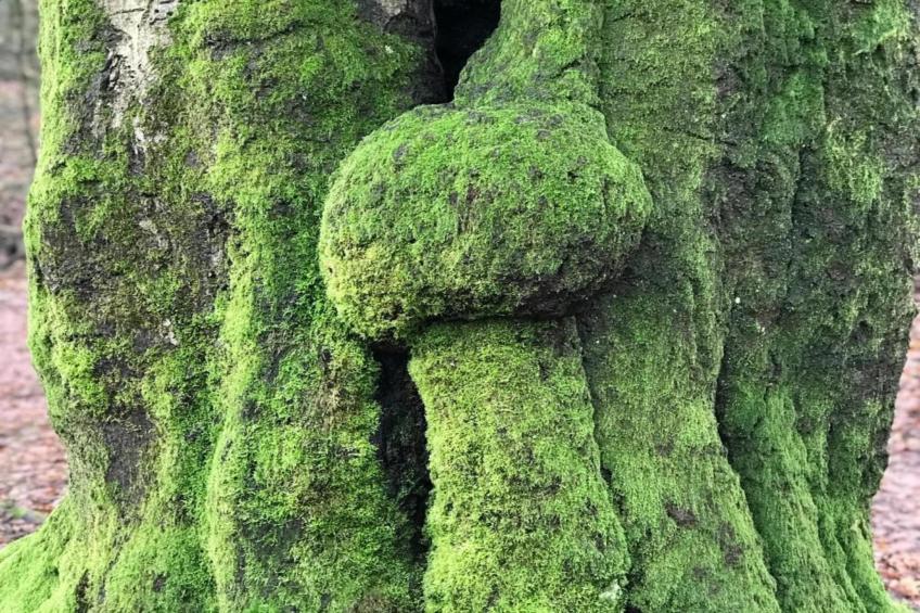 Vakantiepark De Rimboe & De Woeste Hoogte 42 - foto 37