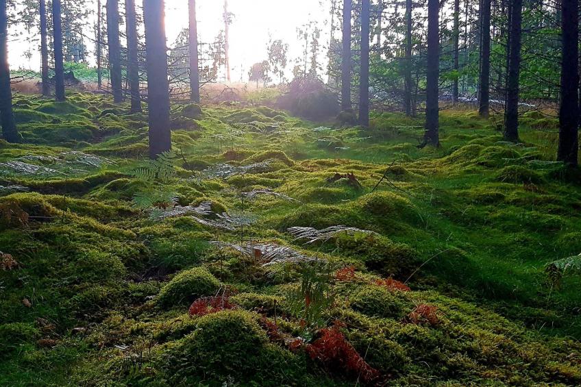 Särskilda - foto 35