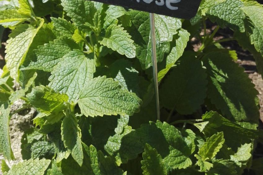 Gala+ Vernatsch - foto 27