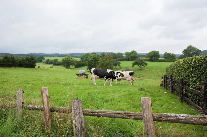 Feinen-Steils - foto 31