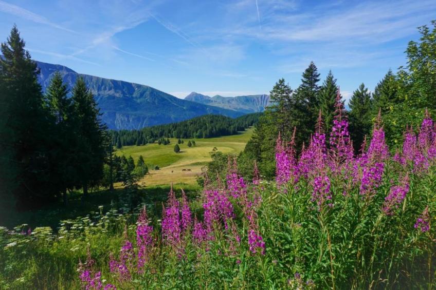 V du Bachat Arolles A n°26 - 2P4 - foto 13