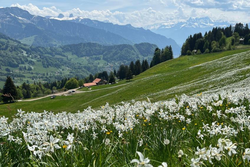 Vigneronne, Vigne - foto 22