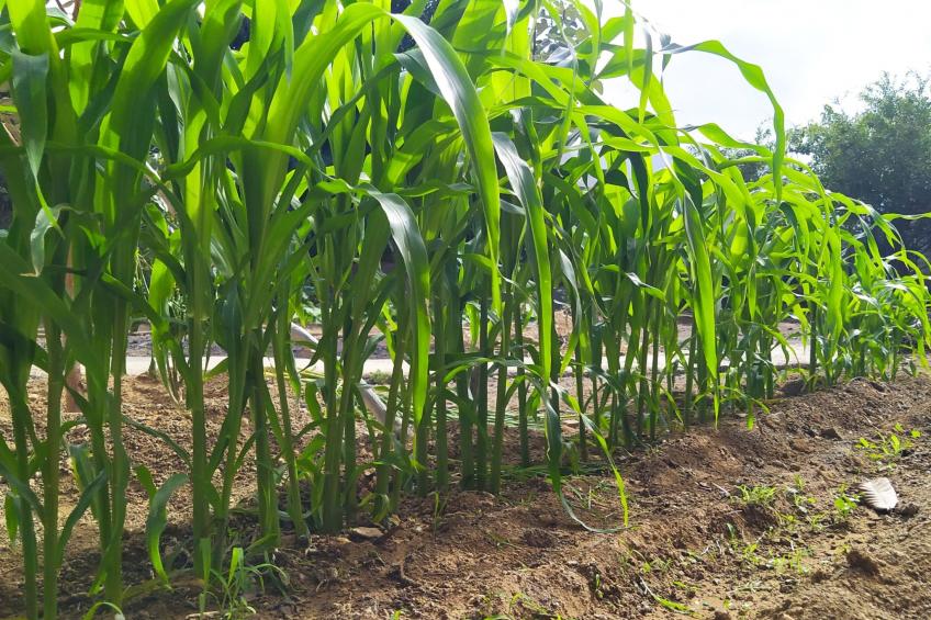 Edara Home - Haus mit privatem Garten - foto 6