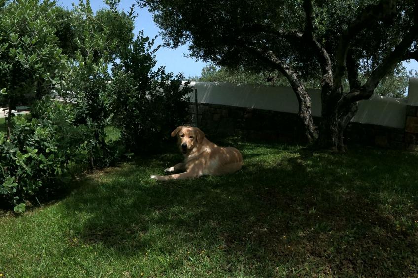 Nefeli Blue Villa in altem Olivenhain, Meerblick - foto 25