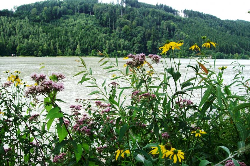 Örtl in Obernzell - foto 24