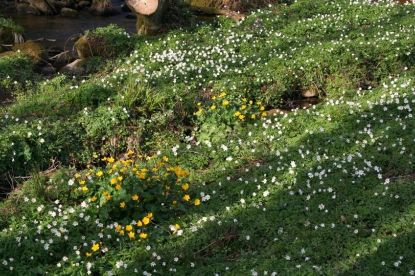Maison de vacances - LA CHAPELLE-AUX-BOIS - foto 32