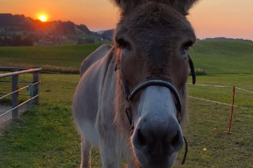 Bauernhof Sal - foto 26