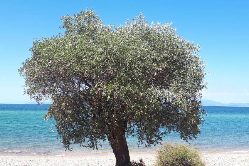 in Thasos mit Großer Terrasse - foto 25