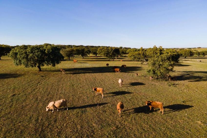 Casa das Pedras - foto 38