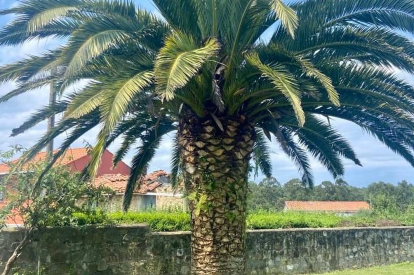 Ländliches Anwesen "Mar y Montaña" (Meer und Berge) - foto 33