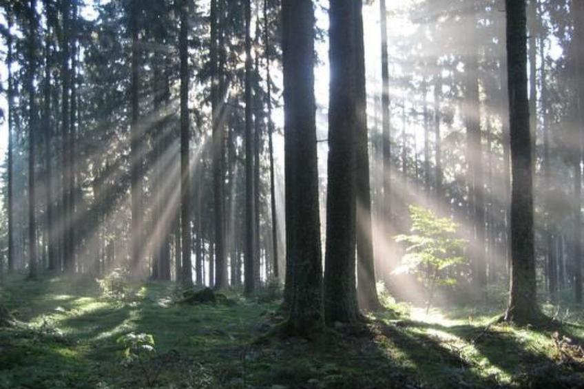Appartement mit Garten in Schwärzenbach - foto 30