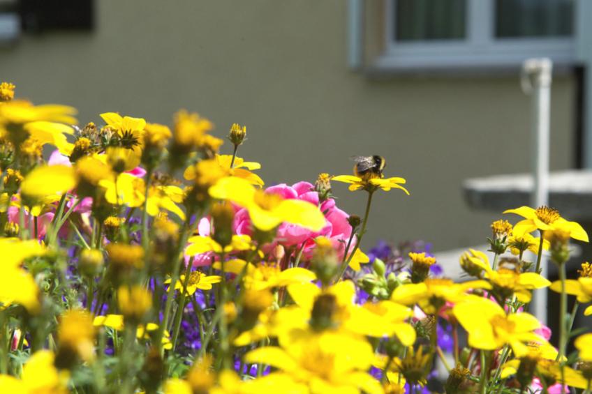 Haus Wanner, (Splügen), - foto 15