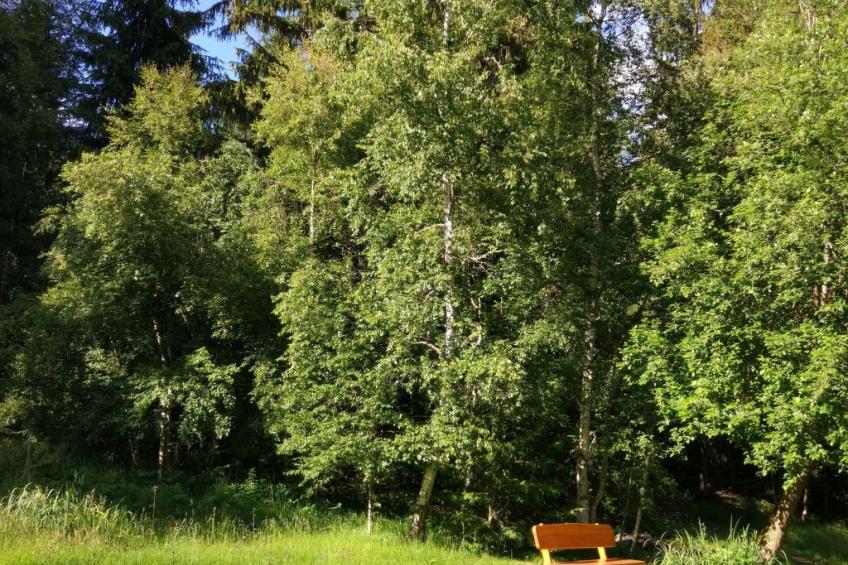 Appartement in Saig mit Garten und Grill - foto 15