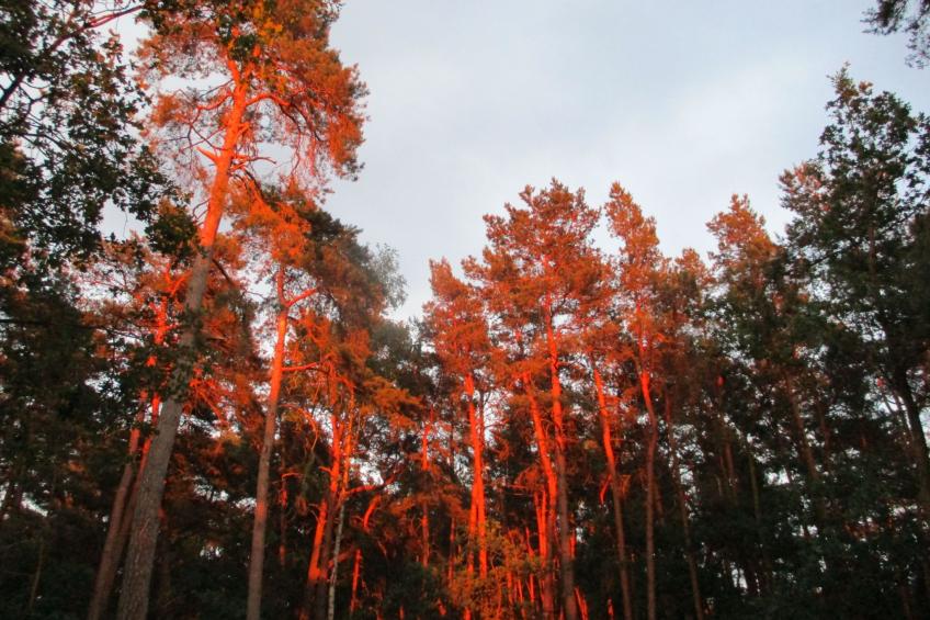 Appartement mit Garten, Grill und Terrasse - foto 5